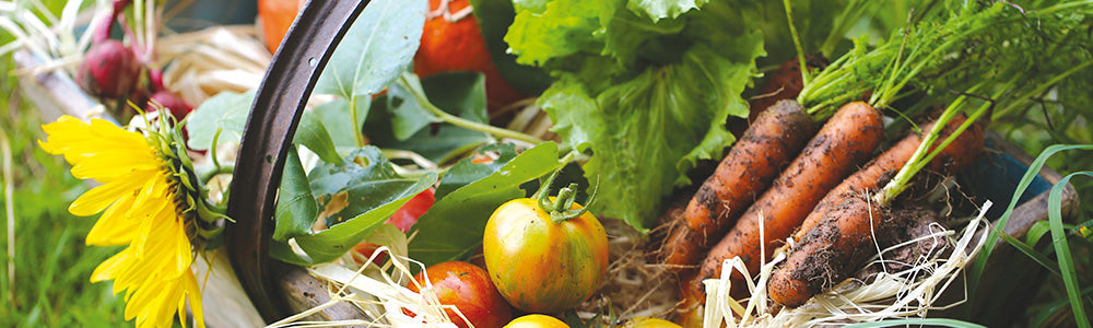 Panier rempli de légumes récoltés
