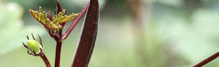 Okra
