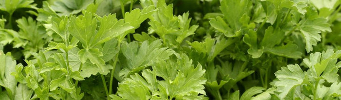 feuilles de persil Géant d'Italie