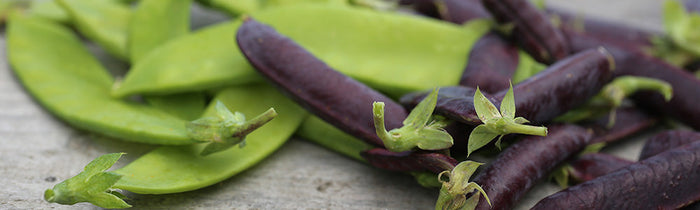 La diversité des haricots à la Ferme de Sainte MArthe 