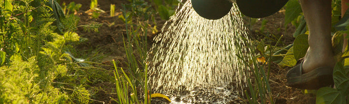 Semis en pleine terre