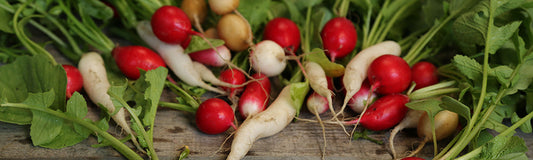 Différentes variétés de radis