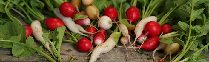 Différentes variétés de radis