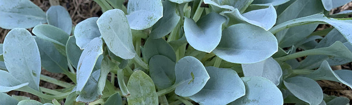 Mertensia maritima