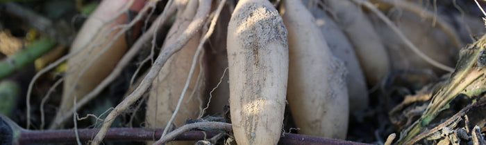 poire de terre ou yacon