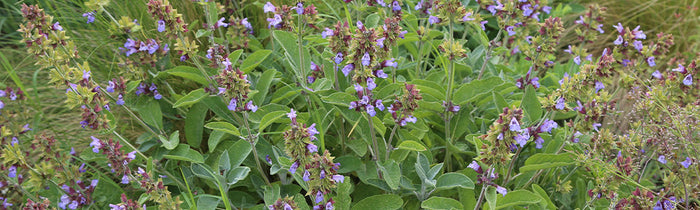 Sauge officinale