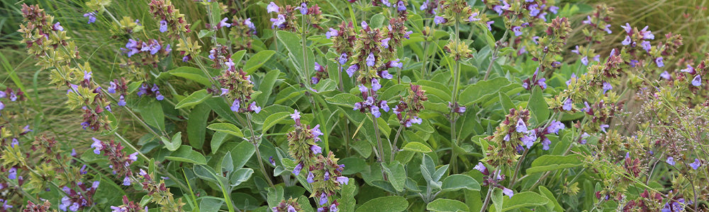 Sauge officinale