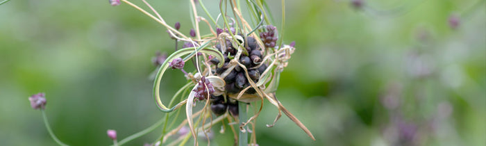 ail rocambole