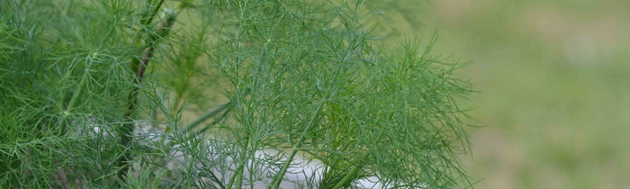 Culture de l'aneth