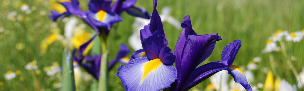 Iris