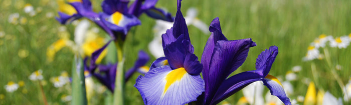 Iris