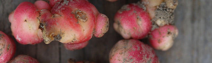 Oca du Pérou