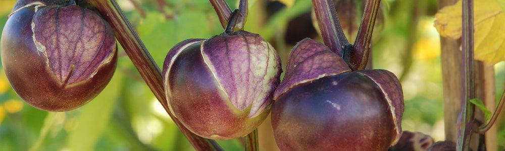 Tomatillo