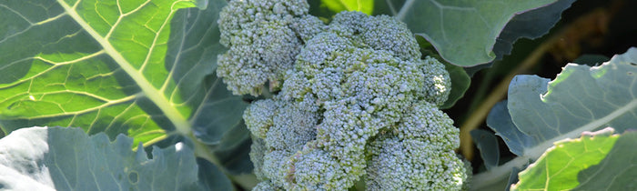Chou brocoli