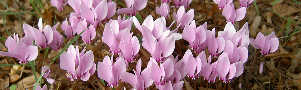 Cyclamen