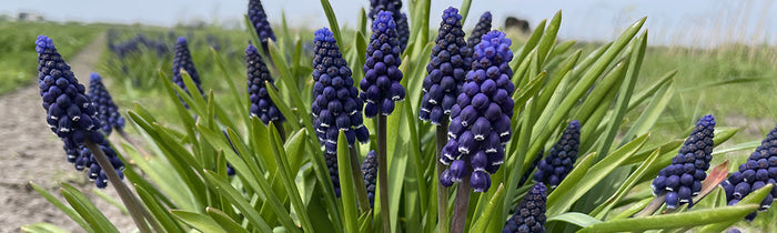 Muscari naglectum