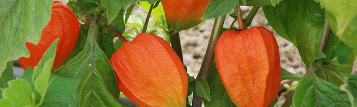 Physalis