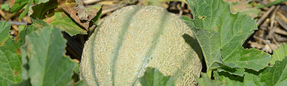 Melon