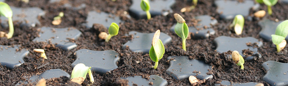 Semis en train de germer sur une plaque de culture