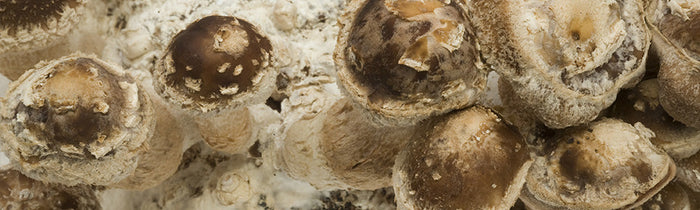 Shiitake
