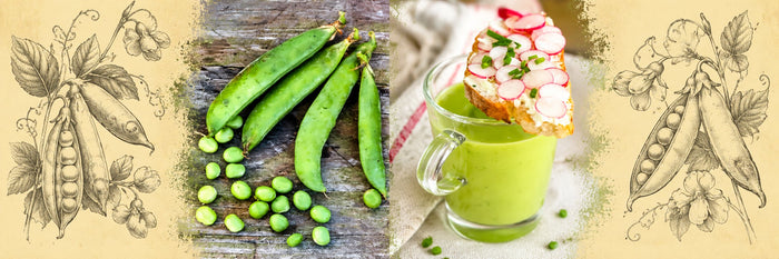 Petits pois en cosses, puis velouté de petits pois froid dans un verre, avec sa tartine de chèvre frais aux radis