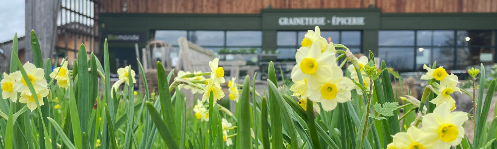 Jonquille en fleurs devant La Graineterie-Épicerie
