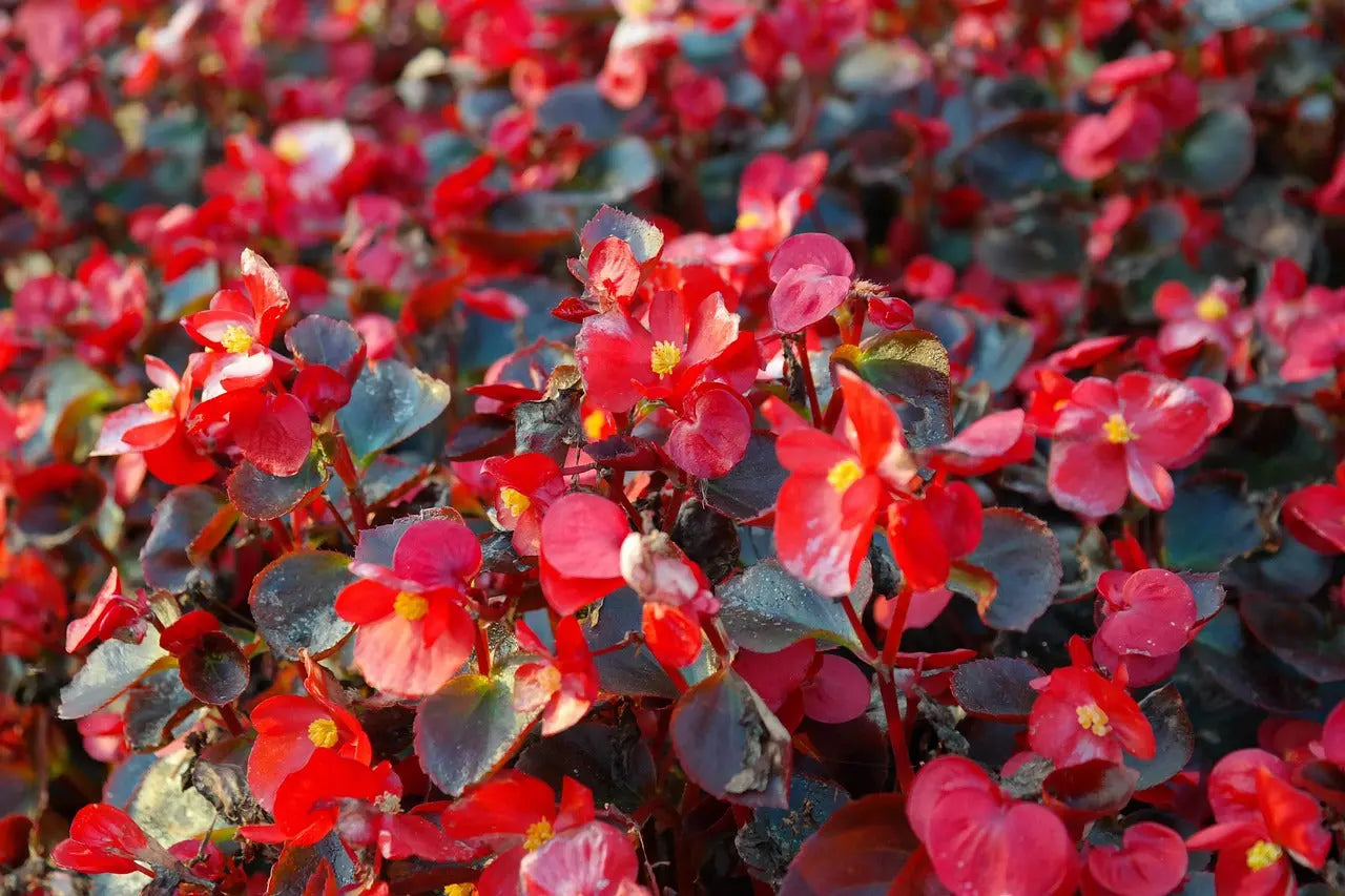 Bulbes de bégonias Plantation au printemps & floraison d'été La — free download