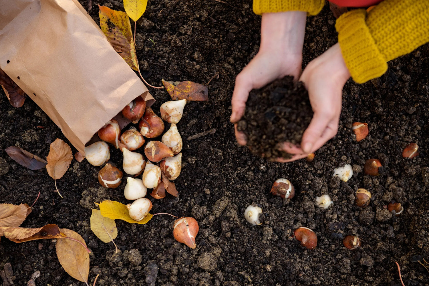 Bulbes potagers et tubercules - La Ferme de Sainte Marthe