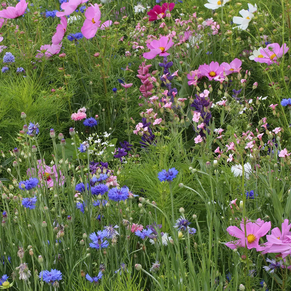 Graines de fleurs - La Ferme de Sainte Marthe
