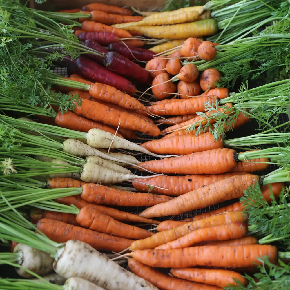 Graines de légumes racines bio - Carottes, radis, panais… – La Ferme de ...