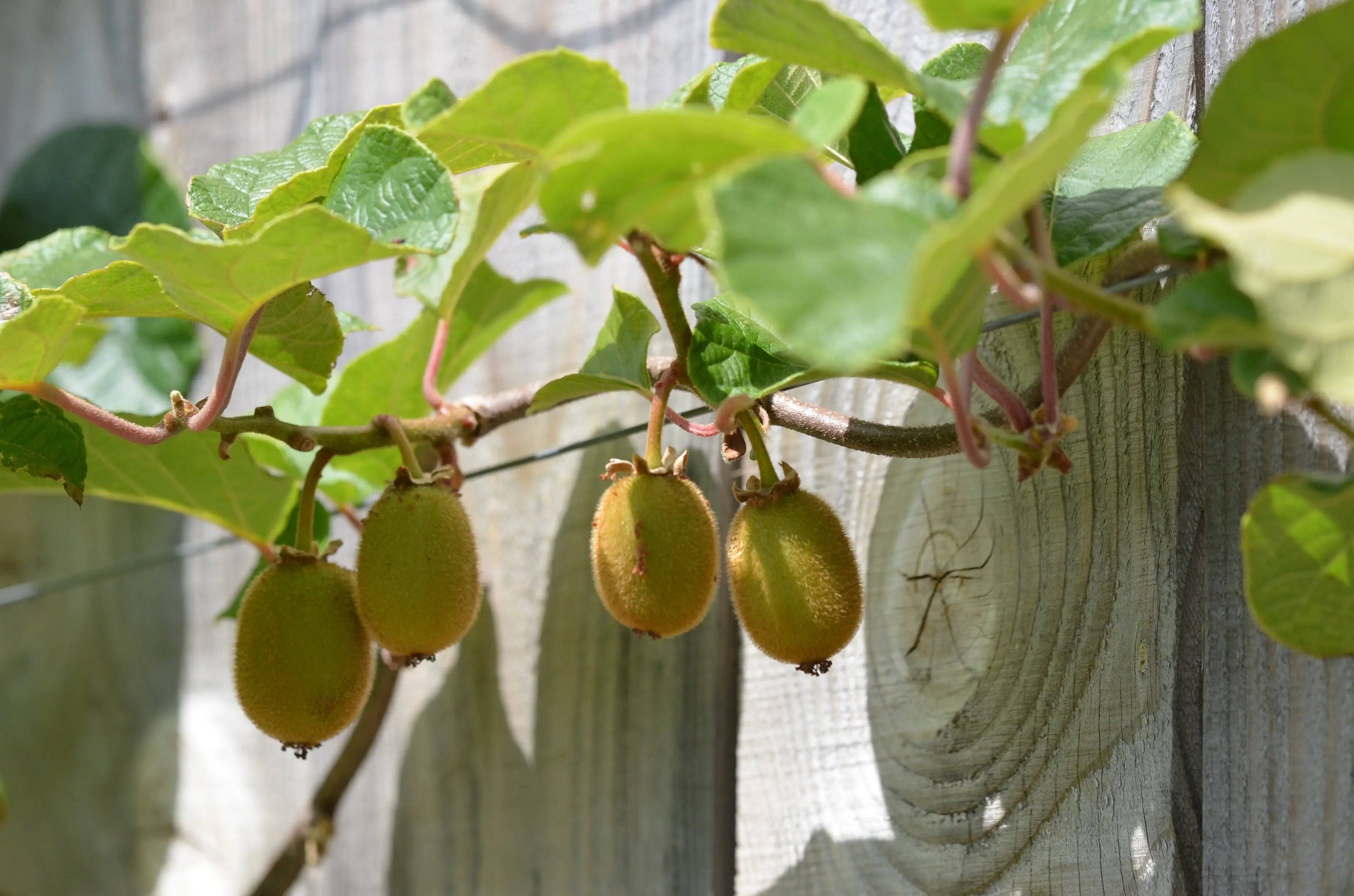 Plants de kiwis bio Arbustes fruitiers pour le jardin La Ferme de — free download
