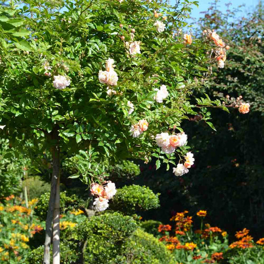 GHISLAINE DE FÉLIGONDE ROSE BUSH - OLD