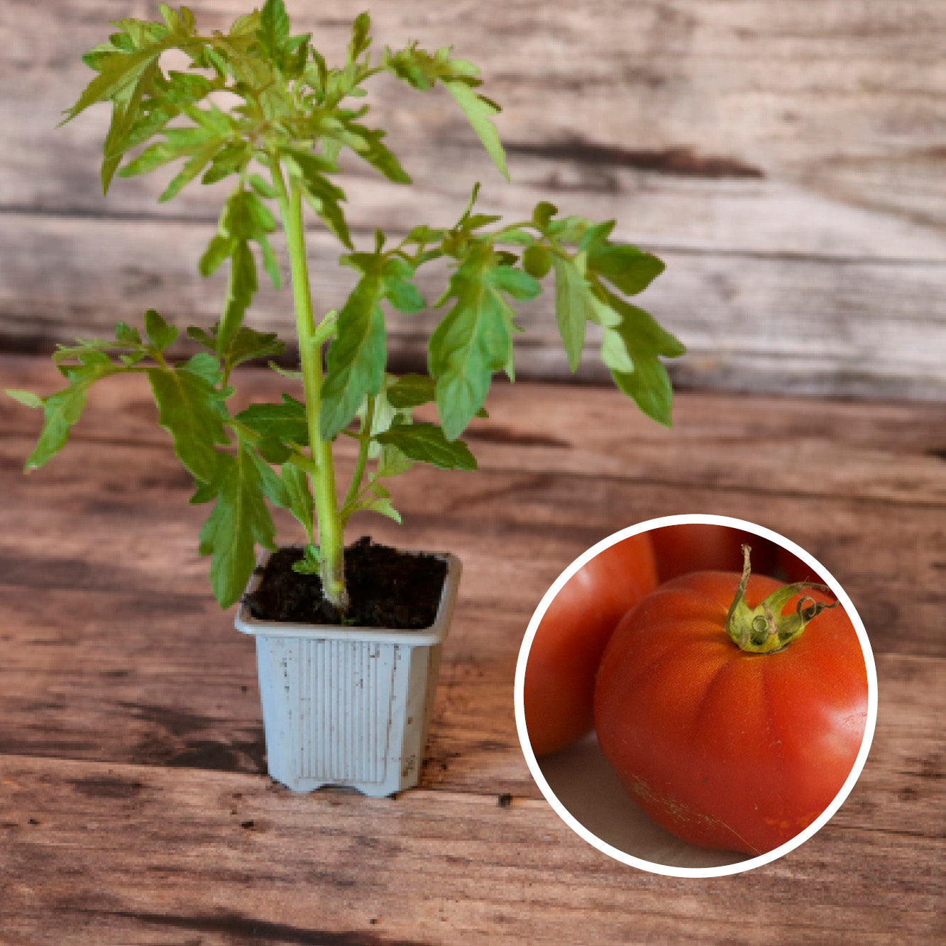 TOMATE MERVEILLE DES MARCHES PLANT AB