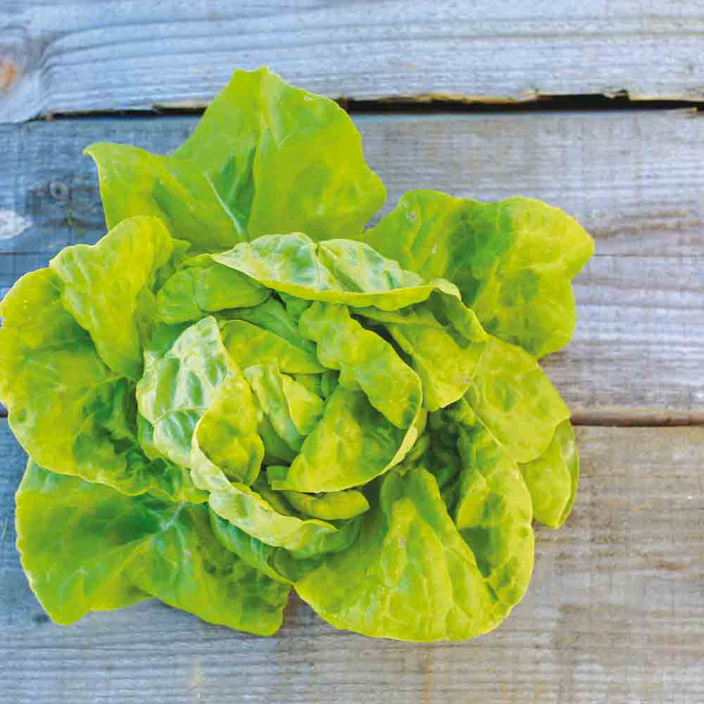 POLAND LETTUCE AB