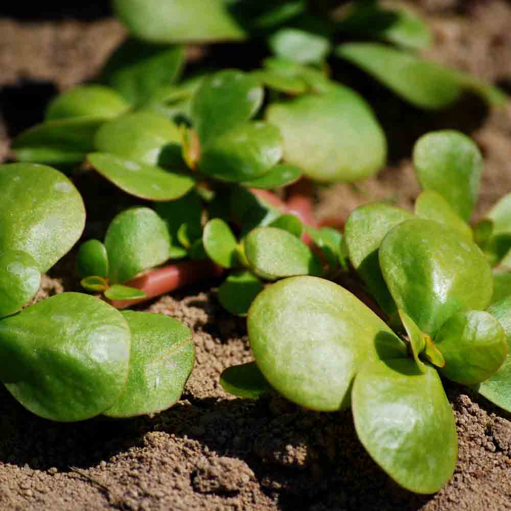 GOLDEN PURSLANE AB