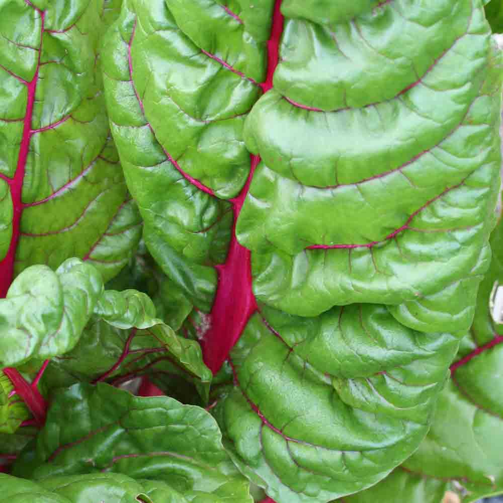 PEAR RHUBARB CHARD A CARDE ROUGE AB
