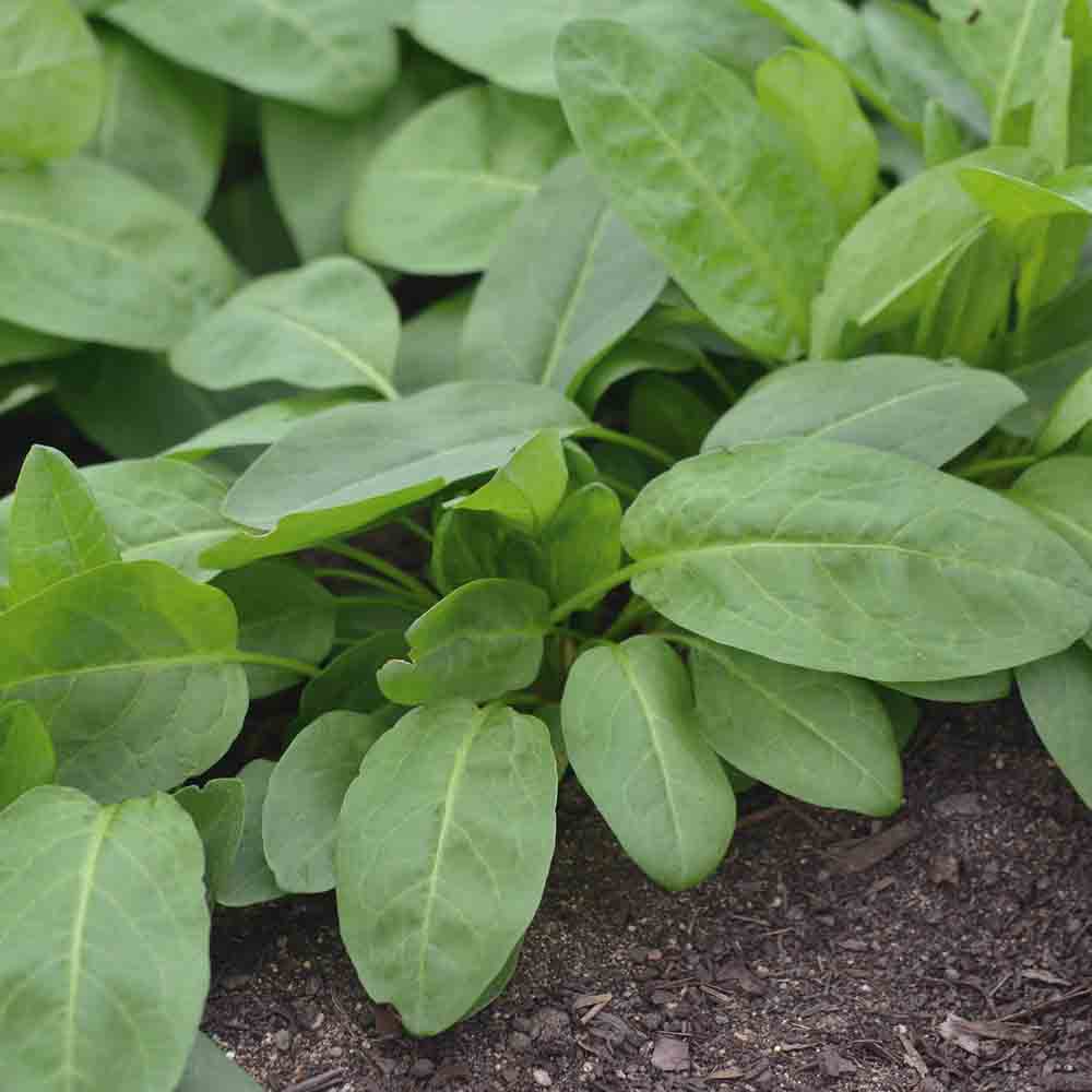 Sauerampfer-Spinat RUMEX PATIENTA AB - PFLANZE