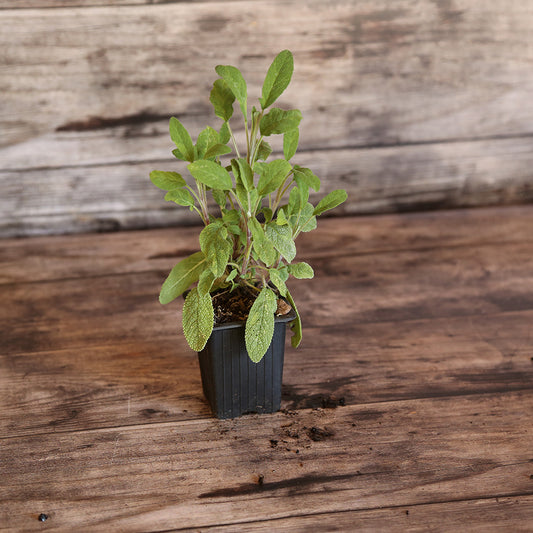 SAUGE OFFICINALE PLANT AB