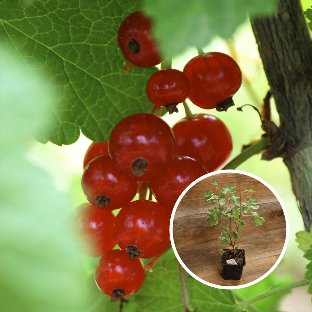 VERSAILLAISE RED CLUSTER AB - PFLANZE