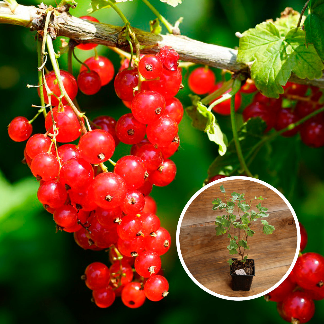 GROSEILLIER À GRAPPES VERSAILLAISE ROUGE AB - PLANT 