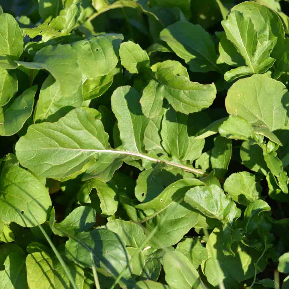 Organically grown rocket