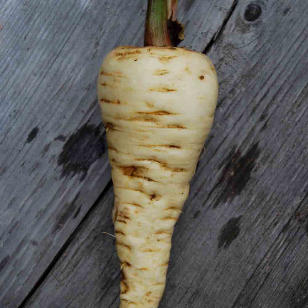 HALF LONG GUERNSEY PARSNIP AB