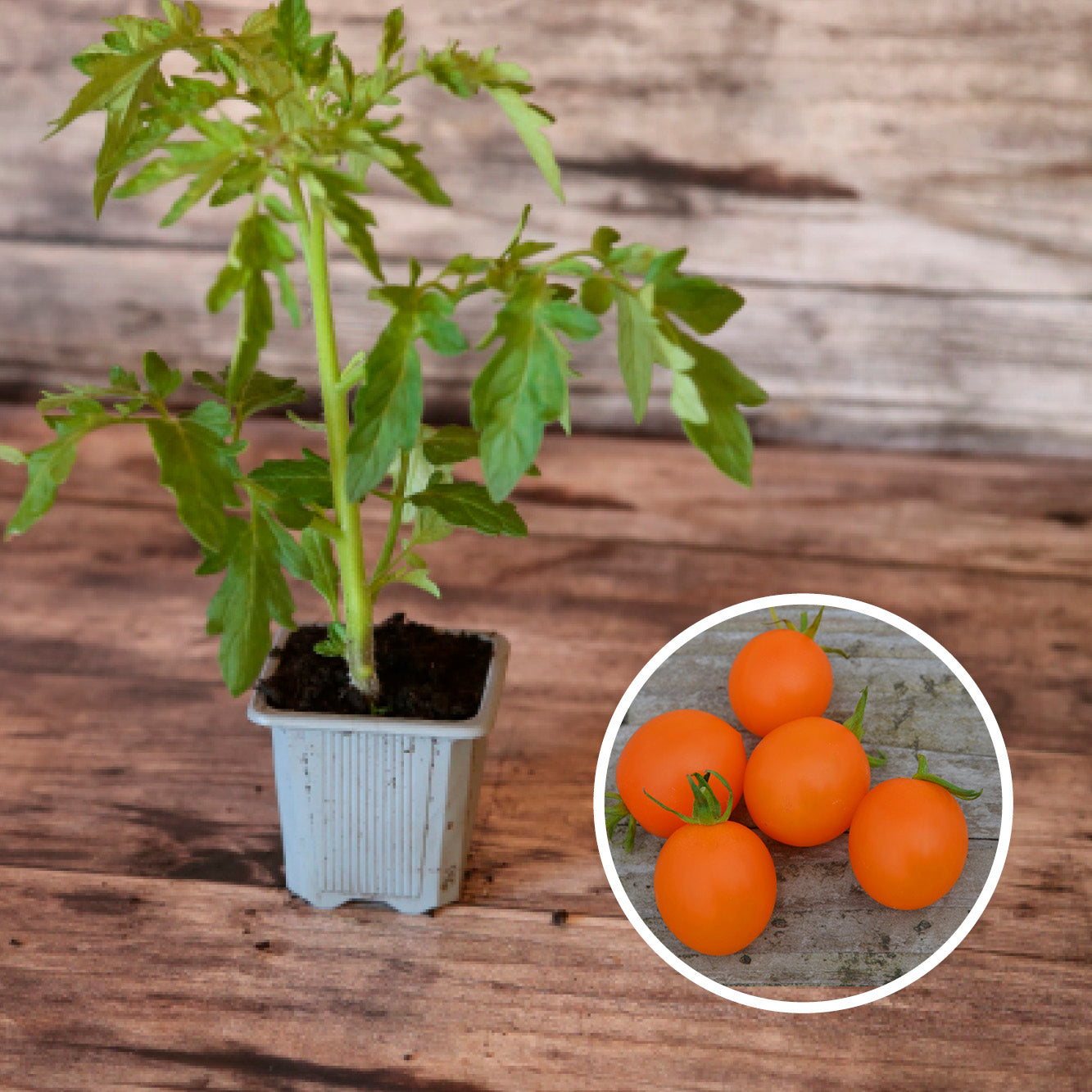 TOMATO ORANGE BERRY PLANT AB