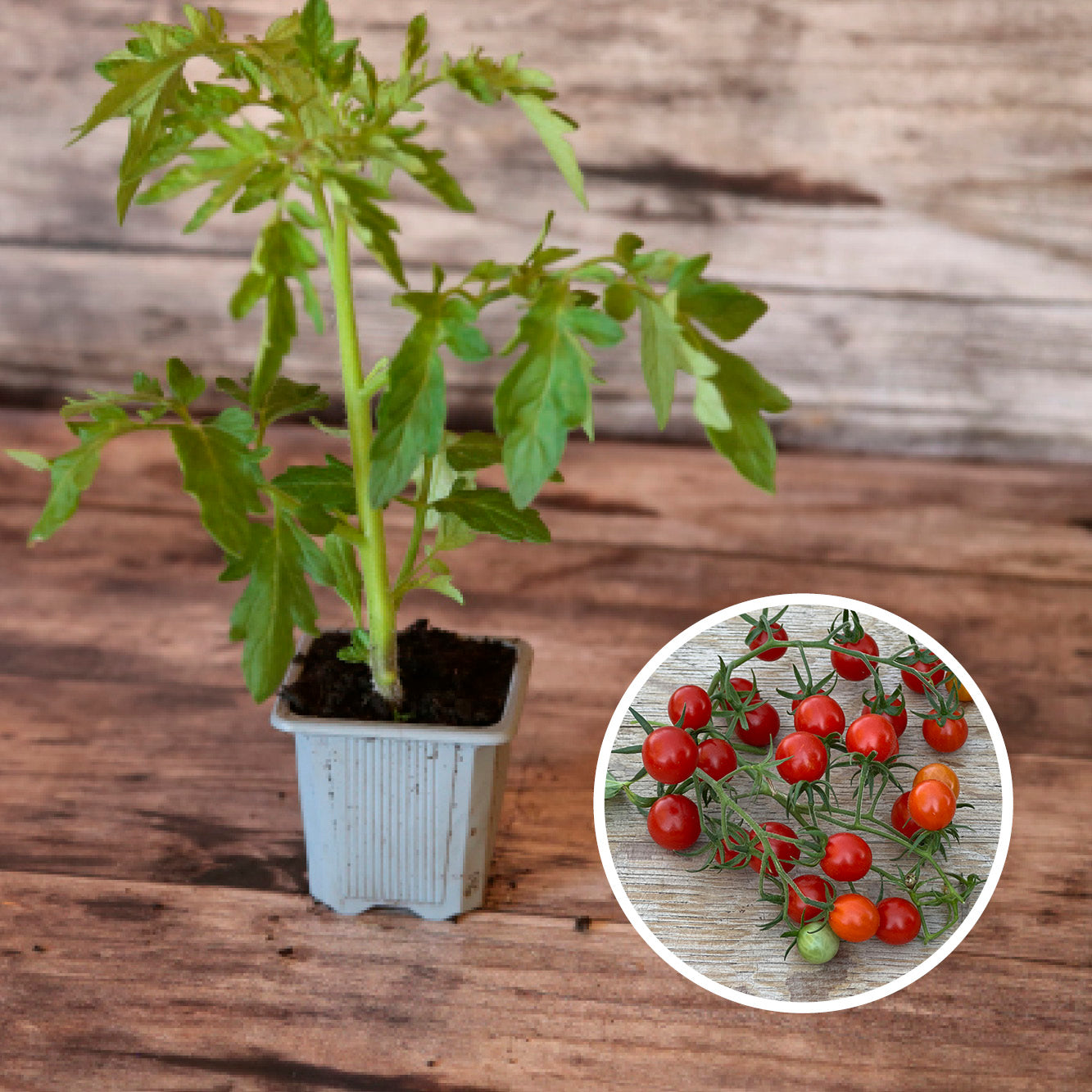 TOMATE GROSEILLE ROUGE TYPE PETIT MOINEAU PLANT AB