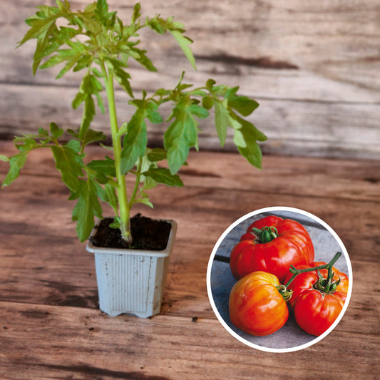 TOMATEN-SAINTE-LUCIE-PFLANZE AB