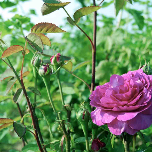 ROSENBUSCH KÖNIGIN DER Veilchen