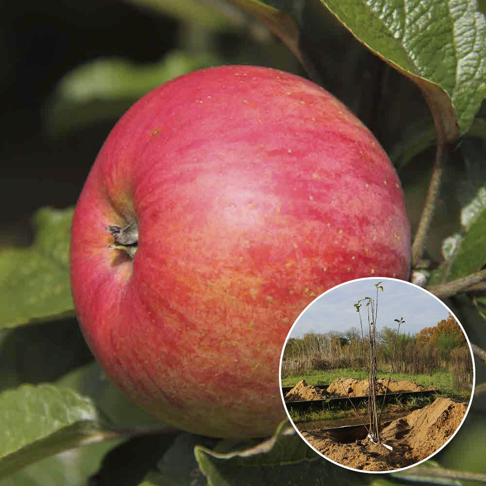 APPLE TREE BEAUTIFUL GIRL OF SALINS AB