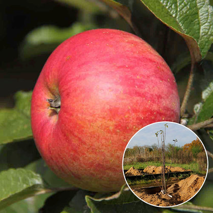 APPLE TREE BEAUTIFUL GIRL OF SALINS AB