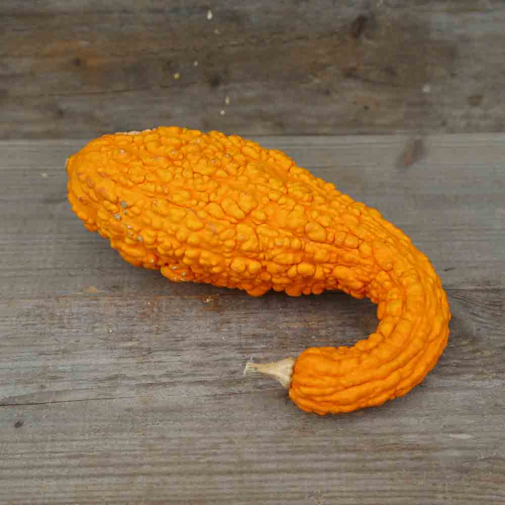 AB TWISTED NECK SQUASH