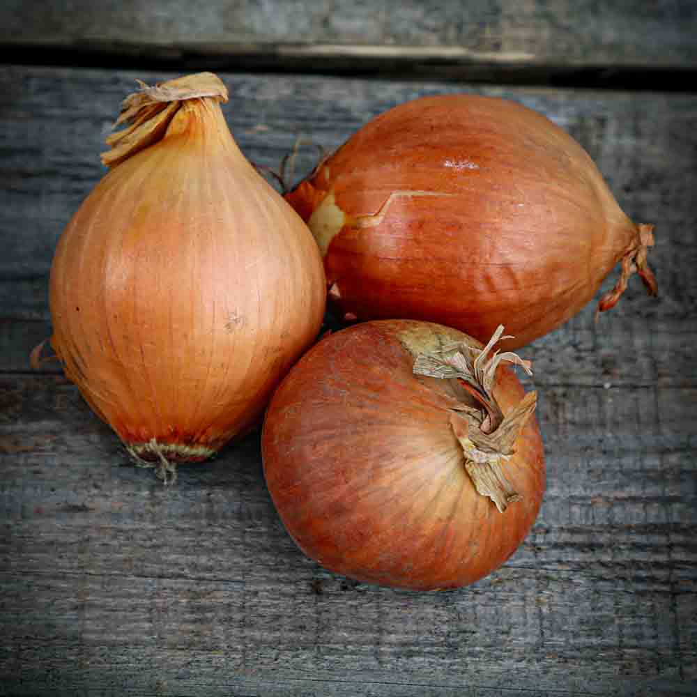 YELLOW ONION STUTTGARTER NT (bulbils)